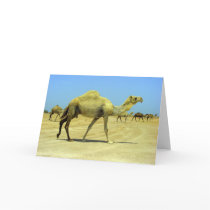 Oh happy day - camels in the desert cards