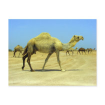 Oh happy day - camels in the desert