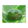 Oh happy day - green frog close up