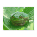 Oh happy day - green frog close up postcards
