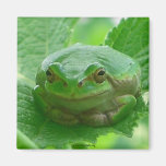Oh happy day - green smiling frog magnet