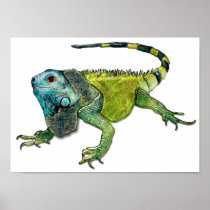 Oh How Iguana Go Home