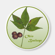 Ohio Buckeye Tree Fridge Magnets