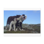 Oi Gerroff Post Card