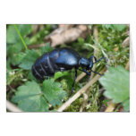Oil beetle notelet cards