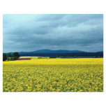 Oil-seed rape, Angus, Scotland at the Cornish Rivi flyers