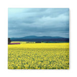 Oil-seed rape, Angus, Scotland at the Cornish Rivi Magnets