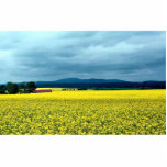 Oil-seed rape, Angus, Scotland at the Cornish Rivi photo sculptures