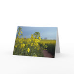 Oil seed rape flowers cards
