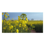 Oil seed rape flowers photo cards