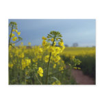 Oil seed rape flowers postcards