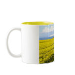Oilseed rape field in the Isle of Wight mugs