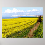 Oilseed rape field in the Isle of Wight posters