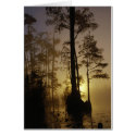 Okefenokee National Wildlife Refuge, Georgia   cards