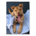 Oklahoma Shelter Pup 012 cards