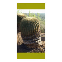 Old Barrel Cactus Mexico Custom Photo Card