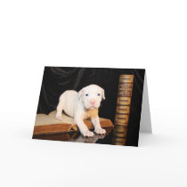 Old Bible, New Puppy