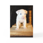Old Bible, New Puppy Cards