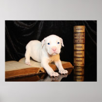 Old Bible, New Puppy