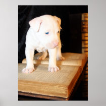 Old Bible, New Puppy