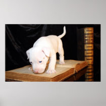 Old Bible, New Puppy