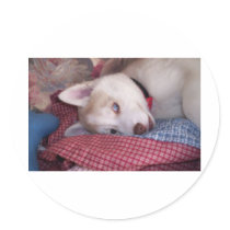 Old Blue Eyes Round Sticker