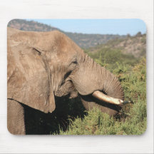 Old Bull Elephant Mousepad