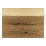 old cows cards