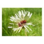 Old Dandelion ~ ATC business cards
