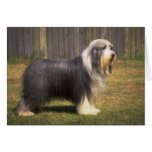 Old English Sheepdog Card