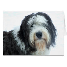 Old English Sheepdog Cards