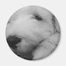 Old English Sheepdog Fridge Magnet
