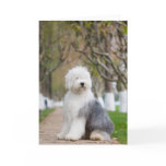 Old English Sheepdog Greeting Cards