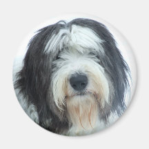 Old English Sheepdog Magnets