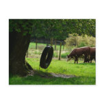 Old Fashioned Country Tire Swing postcards