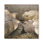 Old Gossips magnets