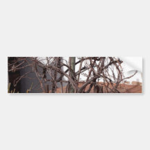 Old Grape Vines Bumper Stickers
