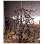 Old Grape Vines t-shirts