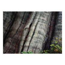 Old growth forest, British Columbia, Canada Photo Invitations