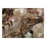 Old Lizard Birthday Card