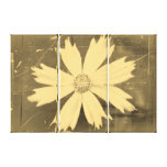 Old photo Yellow Cosmos Flower Close-up 2 Stretched Canvas Print