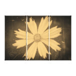 Old photo Yellow Cosmos Flower Close-up Stretched Canvas Print