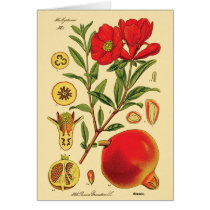 Old Pomegranate Illustration Greeting Cards