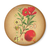Old Pomegranate Illustration Magnets