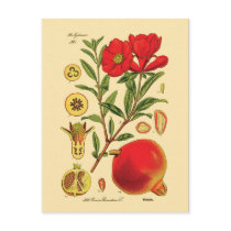 Old Pomegranate Illustration Postcard