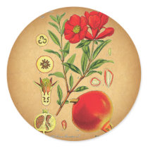 Old Pomegranate Illustration Round Sticker