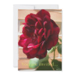 Old Red Rose - Simple invitations