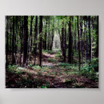 Old Road in the woods posters