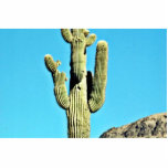 Old Saguaro Cactus photo sculptures