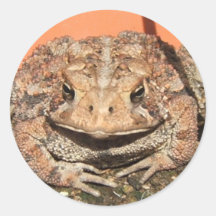 Old Toad ~ sticker